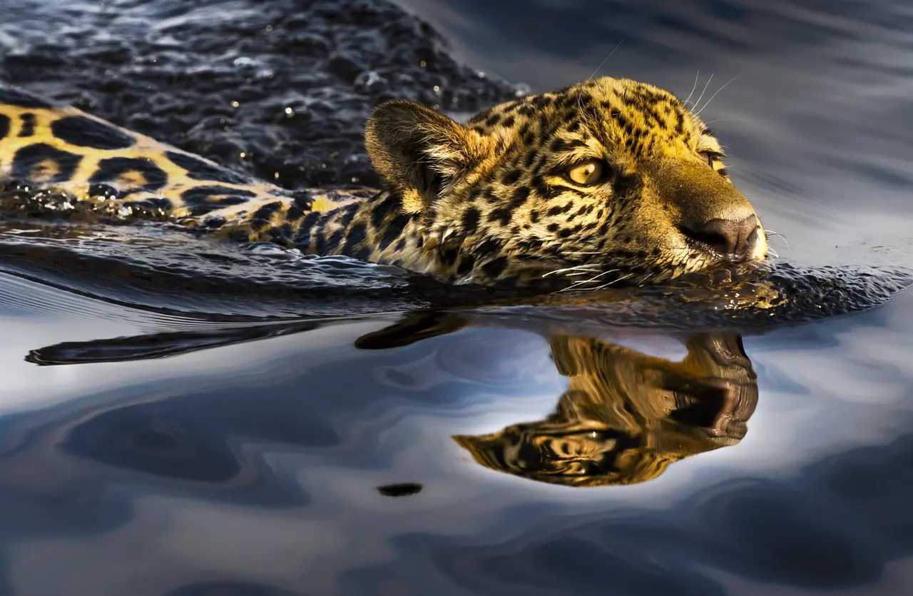 Onça-pintada 14. Rio Paraguai. Pantanal da Serra do Amolar. 2021