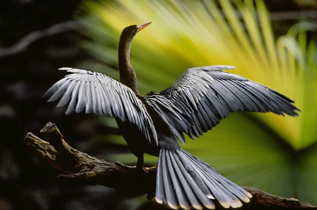 Biguatinga. Mata da Juréia. Iguape. São Paulo. 1980