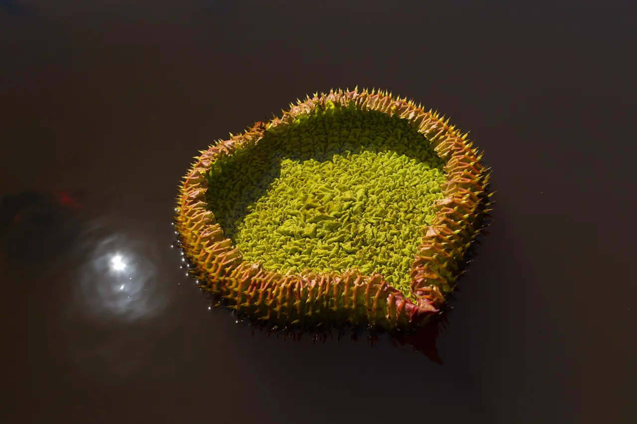 Fotografia de Araquém Alcântara — Pantanal