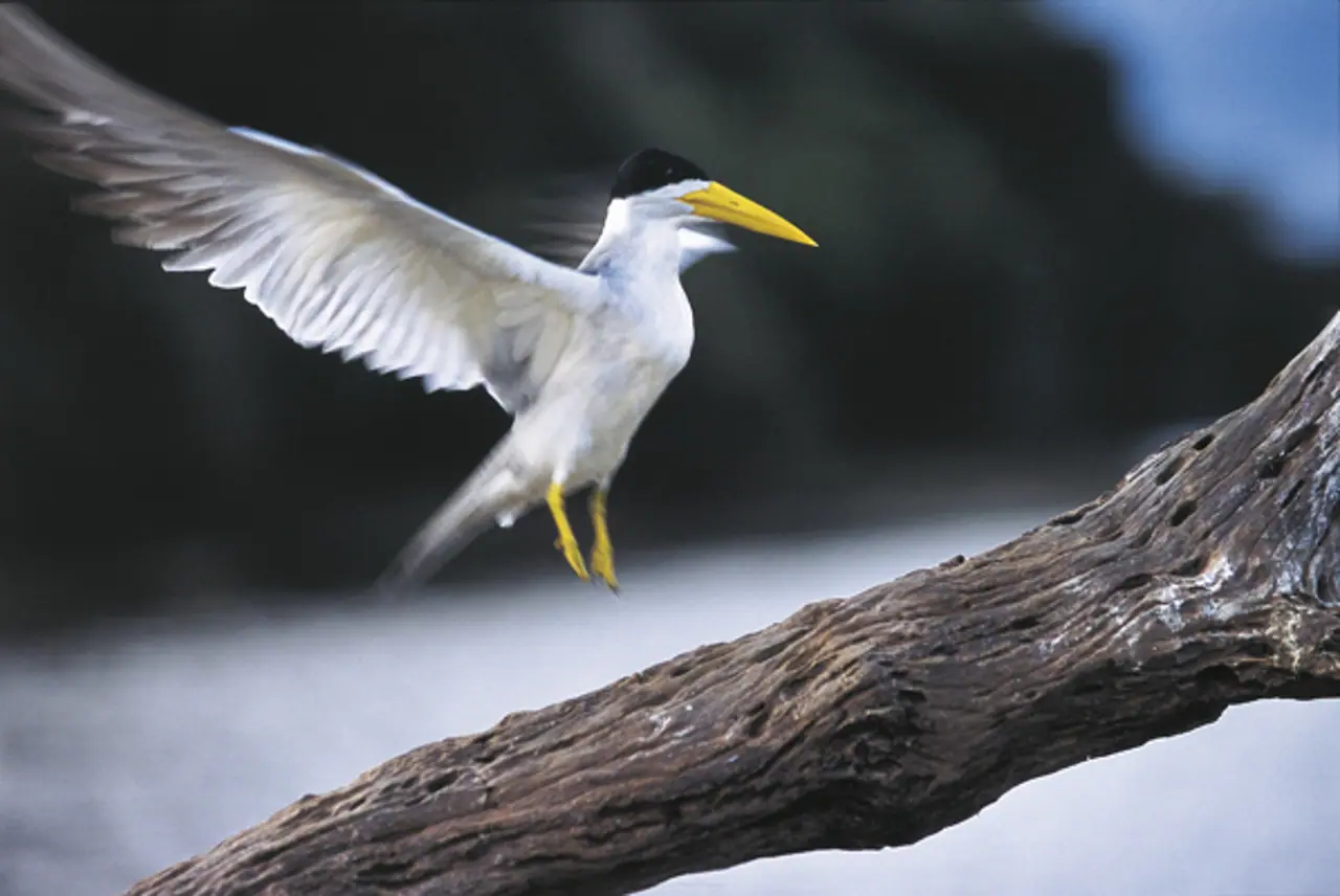Fotografia de Araquém Alcântara — Pantanal