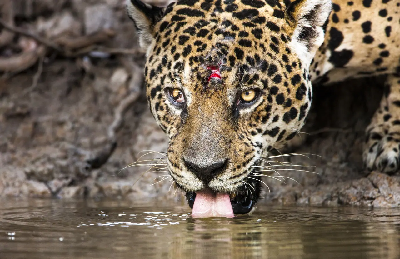 Fotografia de Araquém Alcântara — Pantanal