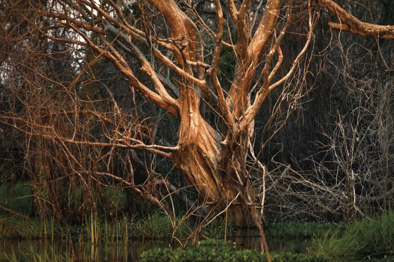 Fotografia de Araquém Alcântara — Pantanal