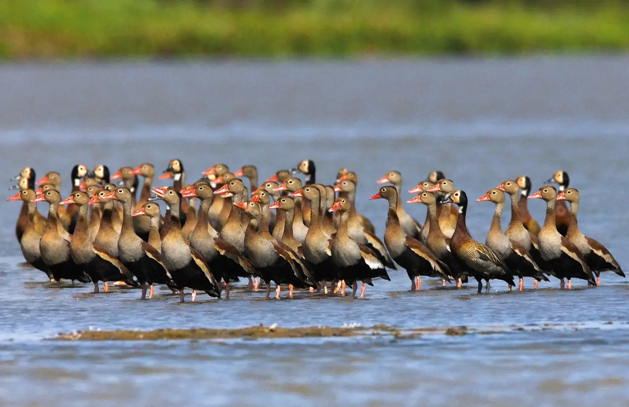 Fotografia de Araquém Alcântara — Pantanal
