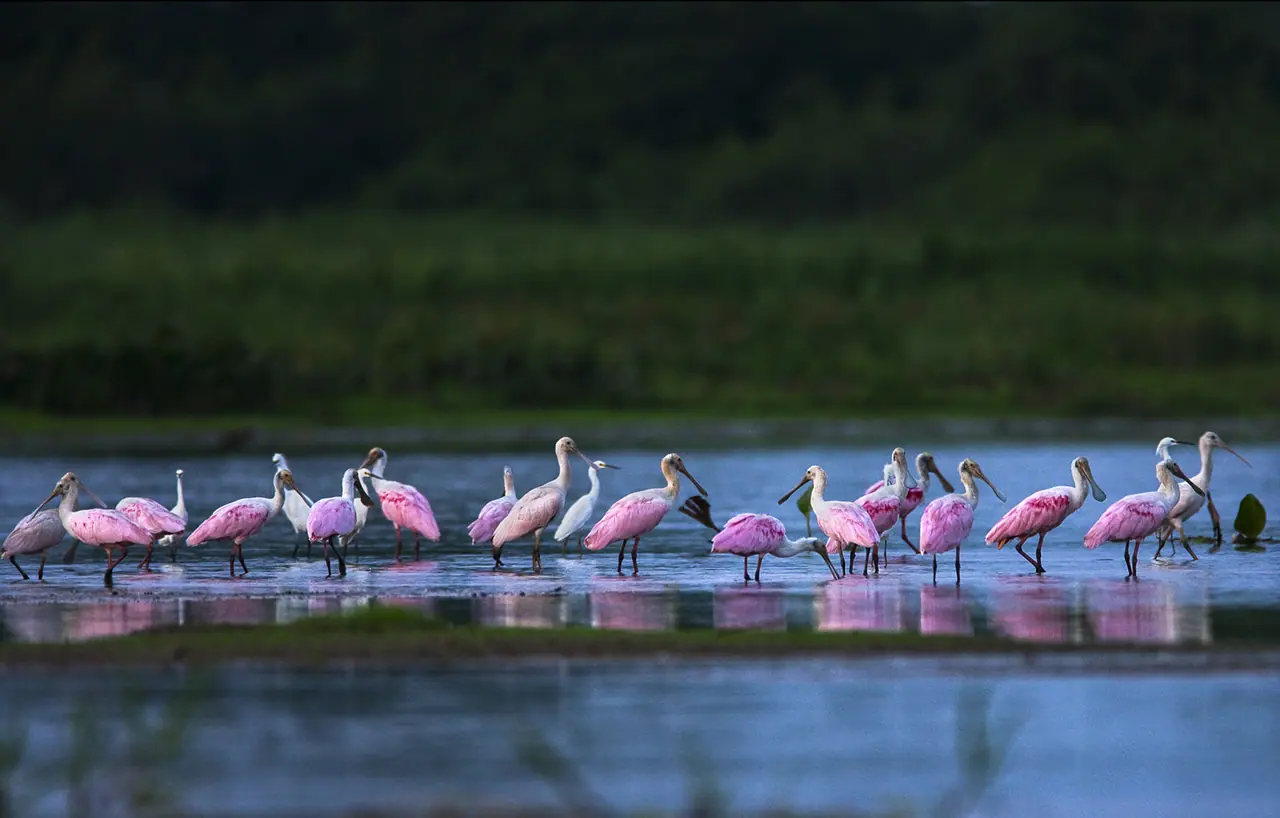 Fotografia de Araquém Alcântara — Pantanal