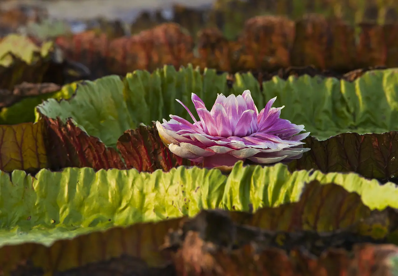 Fotografia de Araquém Alcântara — Pantanal