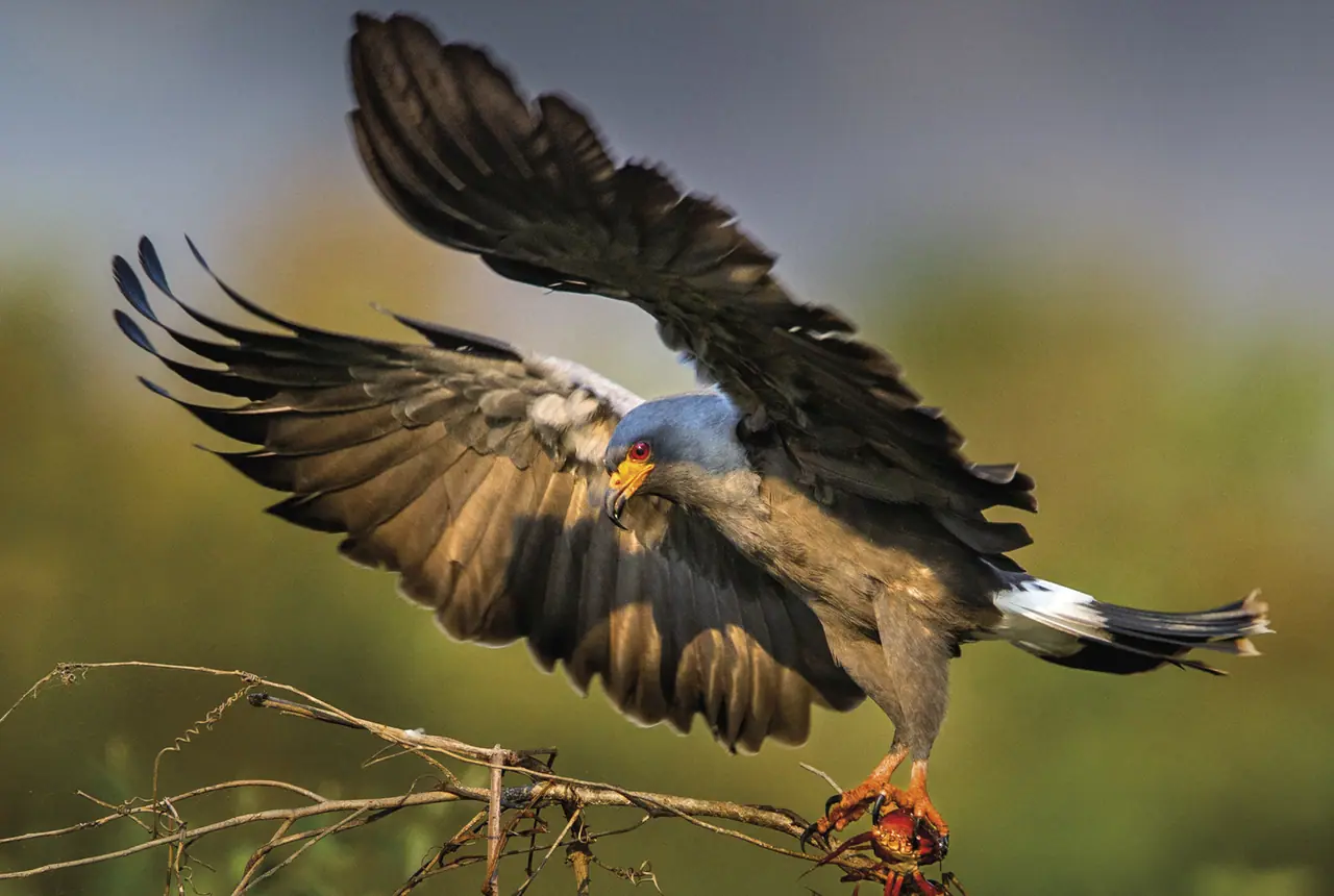 Fotografia de Araquém Alcântara — Pantanal
