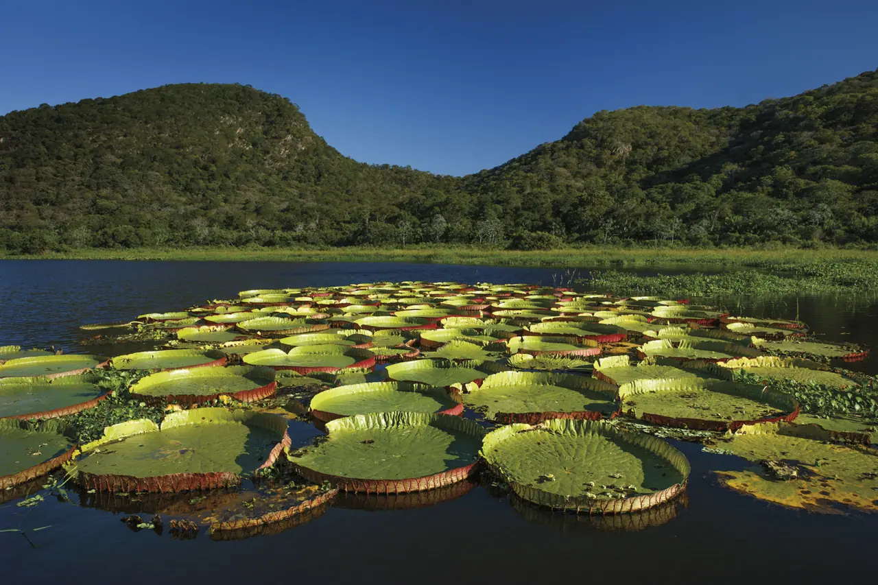 Fotografia de Araquém Alcântara — Pantanal