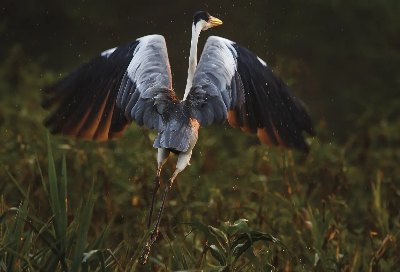 Fotografia de Araquém Alcântara — Pantanal