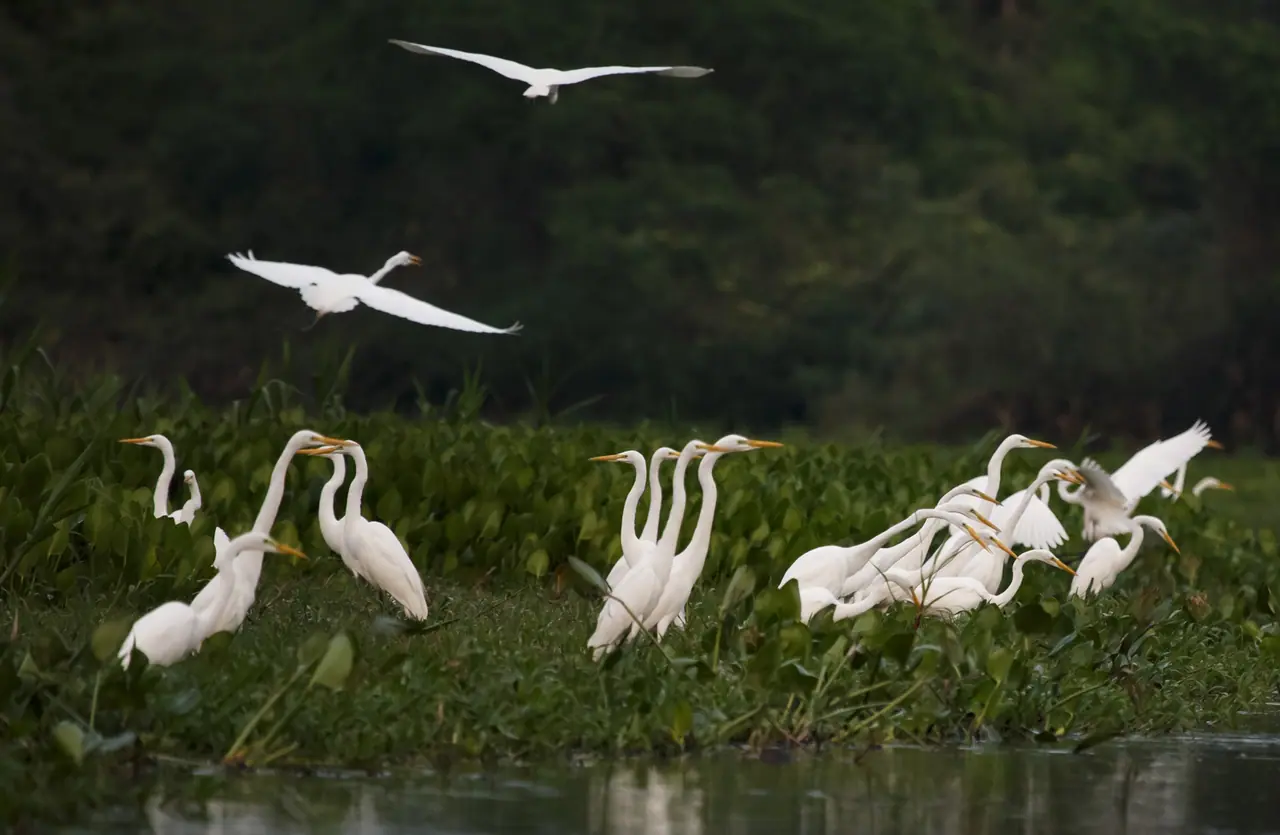 Fotografia de Araquém Alcântara — Pantanal