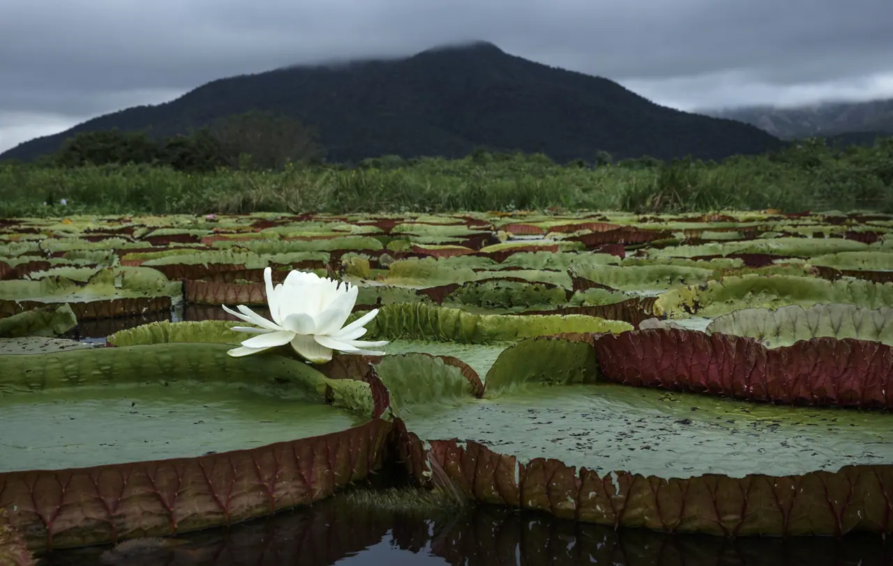 Fotografia de Araquém Alcântara — Pantanal