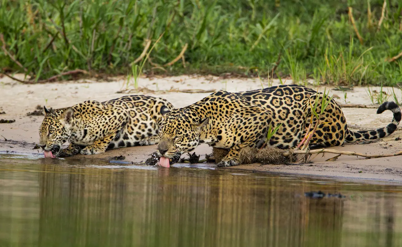 Fotografia de Araquém Alcântara — Pantanal