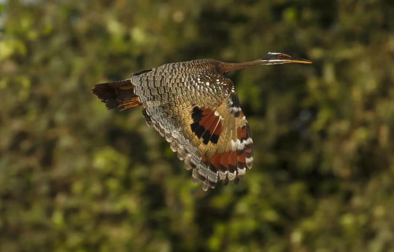 Fotografia de Araquém Alcântara — Pantanal