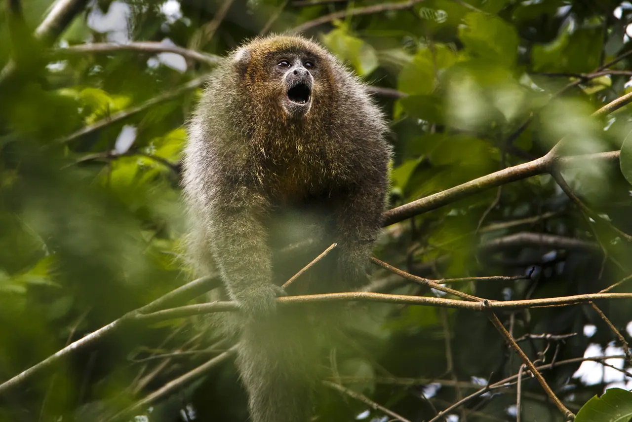 Fotografia de Araquém Alcântara — Pantanal
